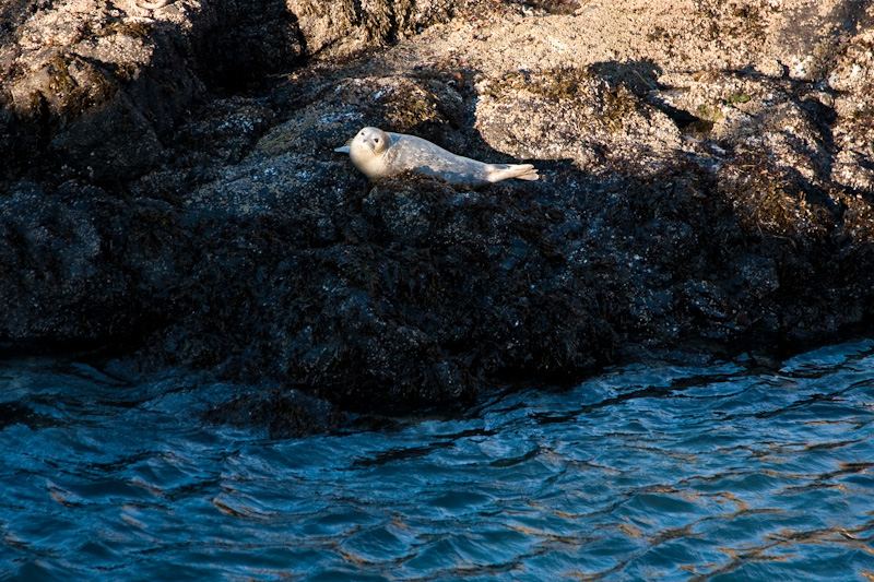 Harbor Seal